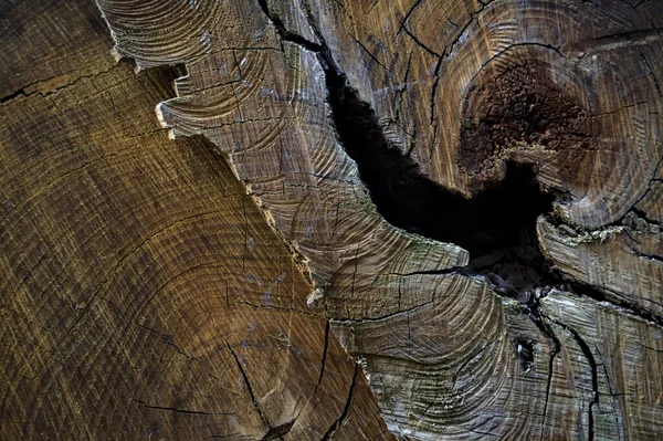 近くで見た亀裂のある木の幹 — ストック写真