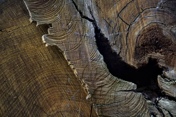 近くで見た亀裂のある木の幹 — ストック写真
