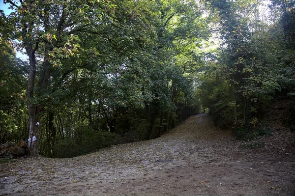 Грязная Тропа Покрытая Листьями Лесу Горе Осенью — стоковое фото