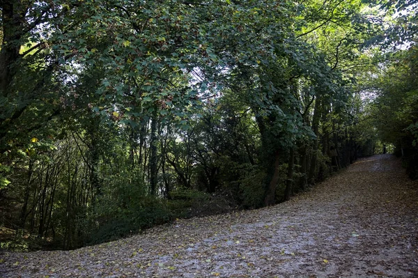 Caminho Terra Coberto Por Folhagem Uma Floresta Uma Montanha Outono — Fotografia de Stock