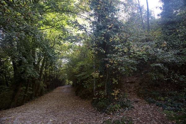Ścieżka Brudu Pokryta Liśćmi Lesie Górze Jesienią — Zdjęcie stockowe