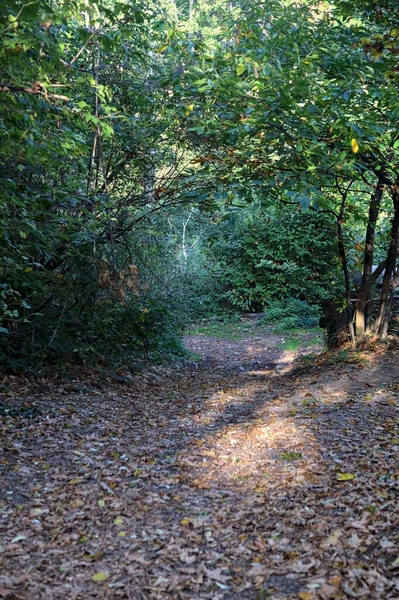 Ścieżka Brudu Pokryta Liśćmi Lesie Górze Jesienią — Zdjęcie stockowe