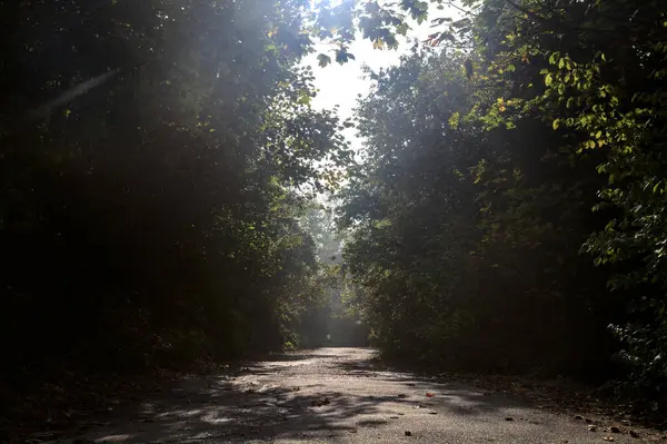 Дорога Лісі Деревним Навісом Над Ним Променями Сонця Проходять Крізь — стокове фото