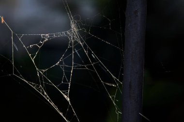 Güneşin aydınlattığı kapıdaki örümcek ağı