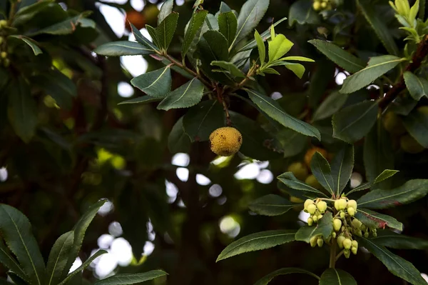 Obst Auf Einem Zweig Aus Der Nähe Gesehen — Stockfoto