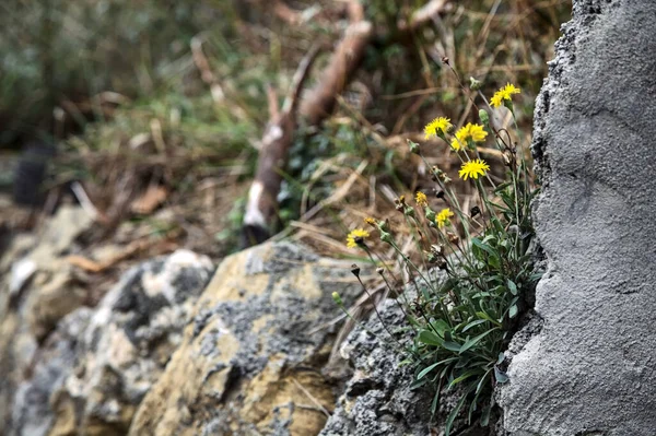 Dandelions Growing Cracks Stones Seen Close — Stock Photo, Image