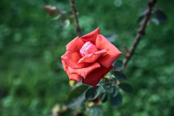 Crimson Steg Blom Sett Nära Håll — Stockfoto