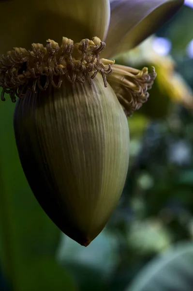 Banana Flower Hanging Plant Seen Close — Stock Photo, Image