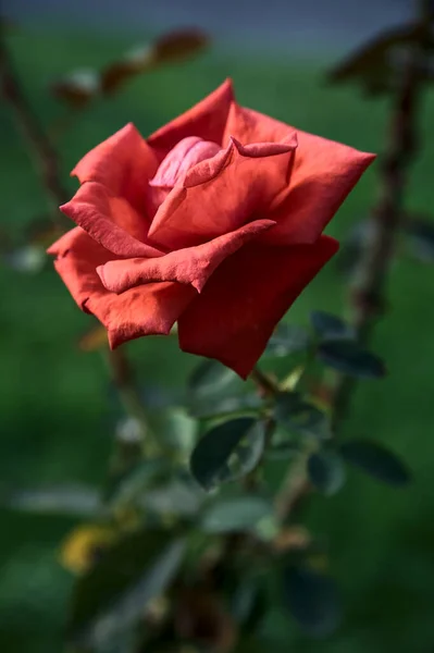 Crimson Rose Bloom Seen Close — Stock Photo, Image