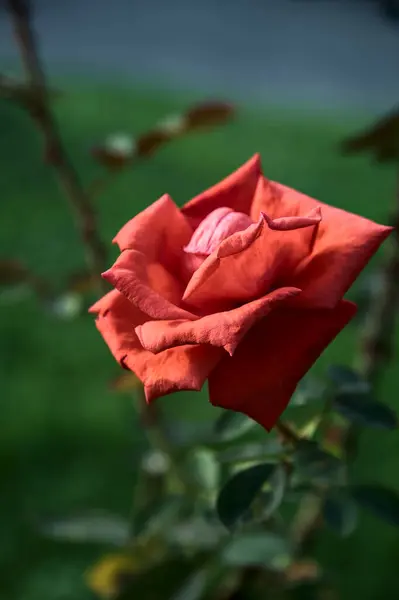 Carmesí Levantó Flor Visto Cerca —  Fotos de Stock