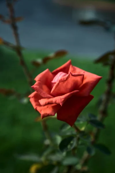 Crimson Rose Bloom Seen Close — Stock Photo, Image