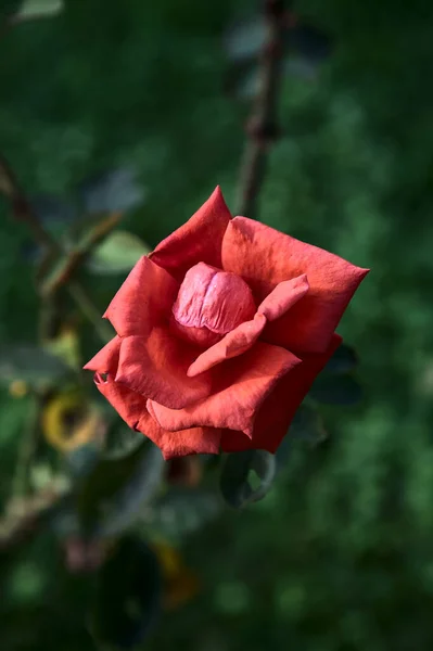 深红色的玫瑰盛开 近在咫尺 — 图库照片