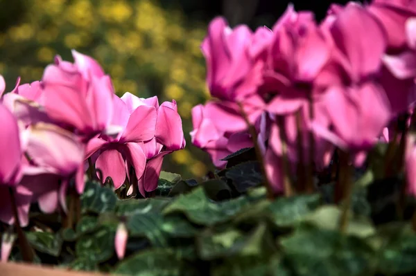 Cyclamen Flowerpot Seen Close — Stock Photo, Image