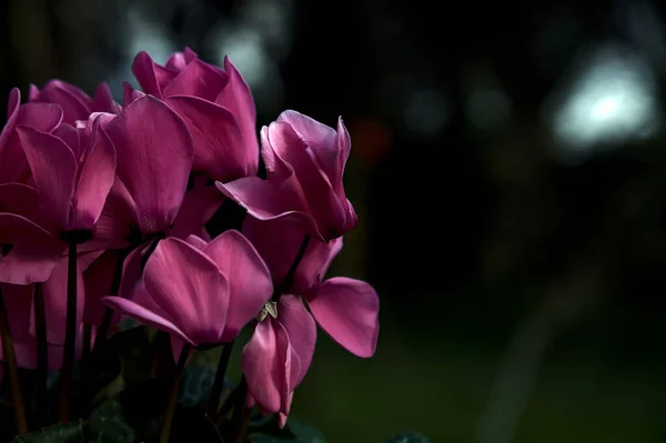 Ciklámen Egy Virágcserépben Közelről — Stock Fotó