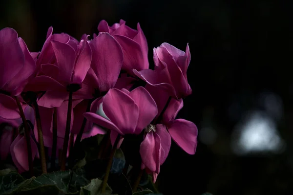 Cyclamen Blumentopf Aus Der Nähe Gesehen — Stockfoto