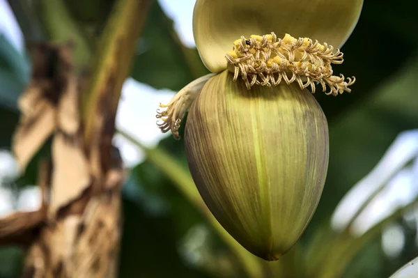 stock image Banana flower hanging from the plant seen up close