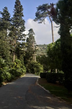 Her iki tarafında ağaçlar ve bitkiler olan bir parkta gölgede çakıl yolu.