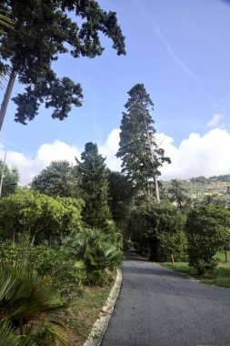 Her iki tarafında ağaçlar ve bitkiler olan bir parkta gölgede çakıl yolu.