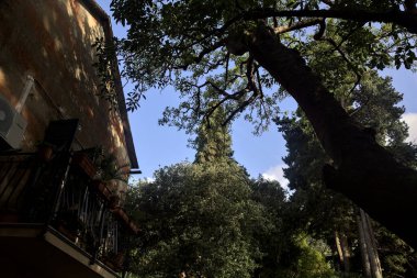 Balkonlu ön cephe ve parkta uzanan bir ağaç.