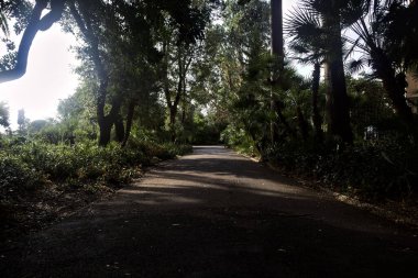 Her iki tarafında ağaçlar ve bitkiler olan bir parkta gölgede çakıl yolu.