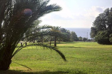 Açık alan, deniz kenarında bir parkta palmiyeler.