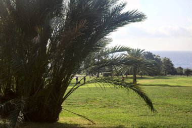 Açık alan, deniz kenarında bir parkta palmiyeler.