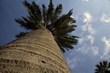 Avuç içi ve gövdesi, arkaplan olarak gökyüzünden görünüyor.