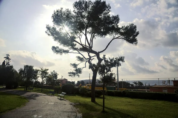 Árbol Iluminado Por Sol Junto Ferrocarril Parque — Foto de Stock