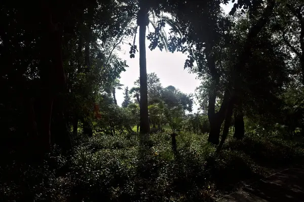 Stock image Opening in trees counterlit by the sun