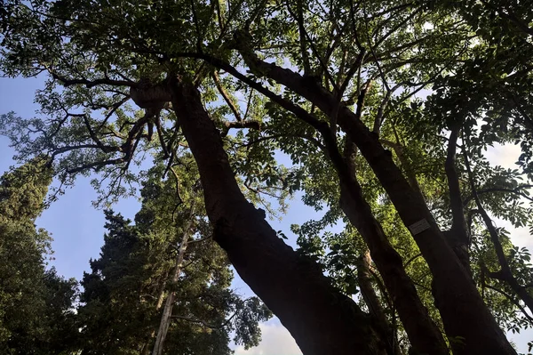 上に伸びる木や枝 — ストック写真