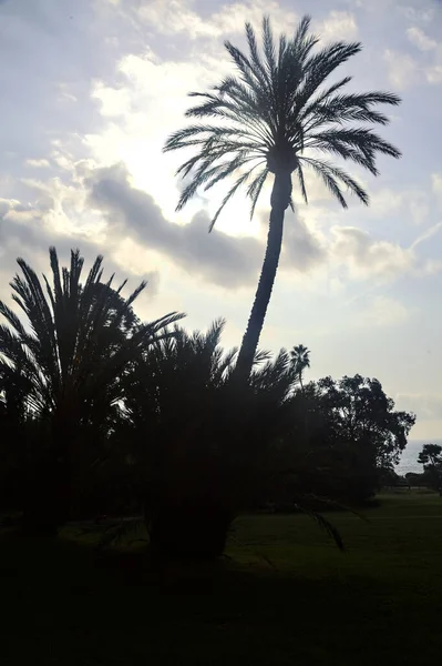 Palmiers Contre Éclairés Par Soleil Dans Parc — Photo