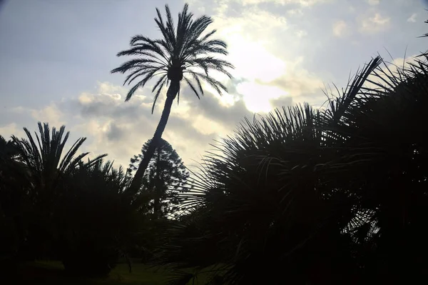 公园里的棕榈树在阳光的映衬下反光 — 图库照片