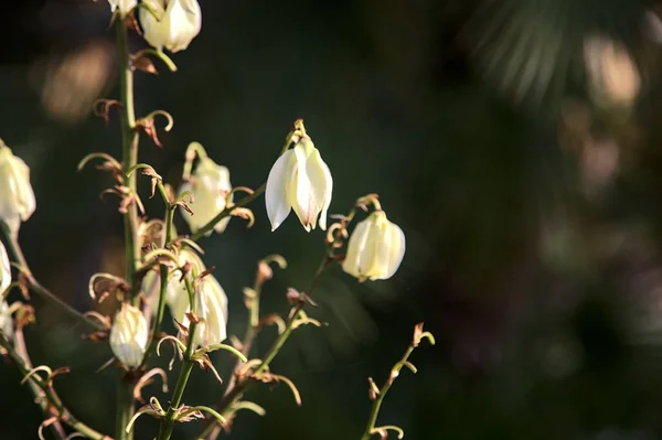 Квіти Юкки Видно Близько — стокове фото