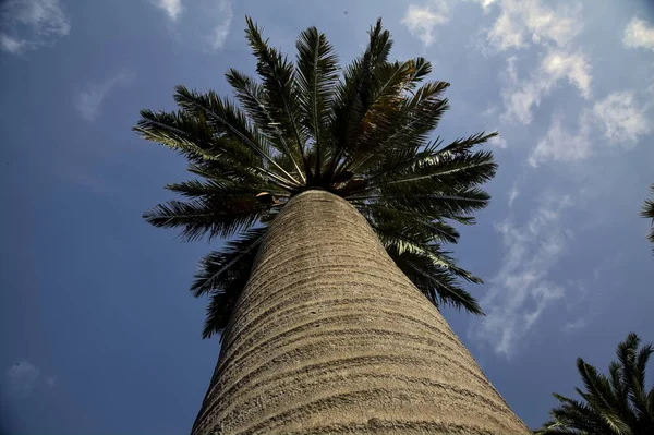Palm Zijn Stam Gezien Vanaf Basis Met Lucht Als Achtergrond — Stockfoto