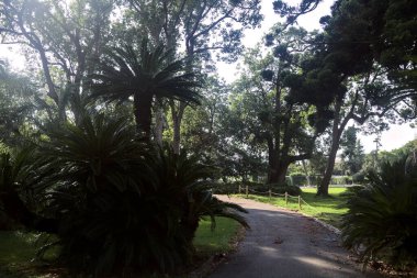 Her iki tarafında ağaçlar ve bitkiler olan bir parkta gölgede çakıl yolu.