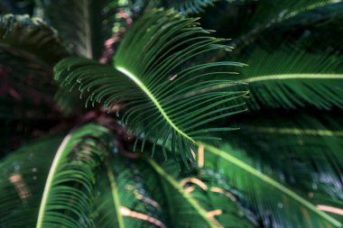 Yakından görülen palmiye dalları