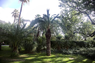 Parktaki çalılarla çevrili bir çimenlikte ıssız bir avuç.