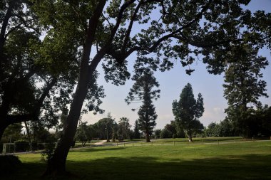 Deniz kenarındaki bir parkta, üzerinde farklı çam türleri olan açık bir alan.