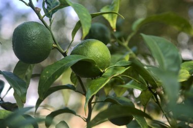 Yakından bakıldığında tam olarak olgunlaşmamış mandalinalar.