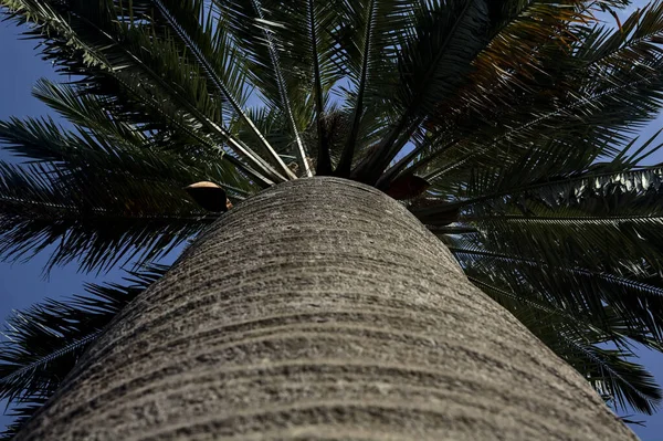 Palm Zijn Stam Gezien Vanaf Basis Met Lucht Als Achtergrond — Stockfoto