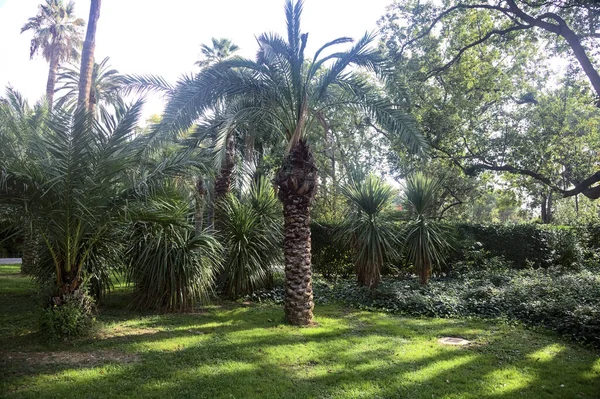 Geïsoleerde Palm Een Grasveld Omzoomd Door Struiken Een Park — Stockfoto