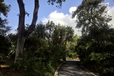 Her iki tarafında ağaçlar ve bitkiler olan bir parkta gölgede çakıl yolu.