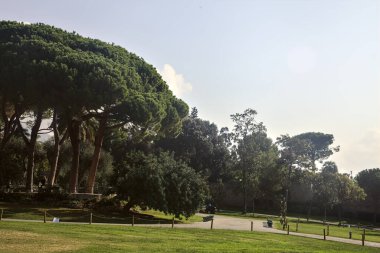 Deniz kenarındaki bir parkta, üzerinde farklı çam türleri olan açık bir alan.