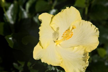 Sarı amberçiçeği yakından görülüyor.