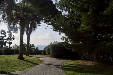 Deniz çam ağaçlarıyla çevrili bir parkta deniz kenarında patika.
