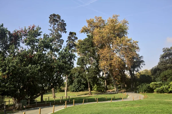 Ağaçların Yanındaki Patika Güneşli Bir Günde Parkta Açık Bir Alan — Stok fotoğraf