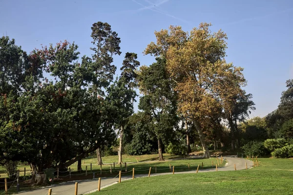 Pad Naast Bomen Een Open Ruimte Een Park Een Zonnige — Stockfoto