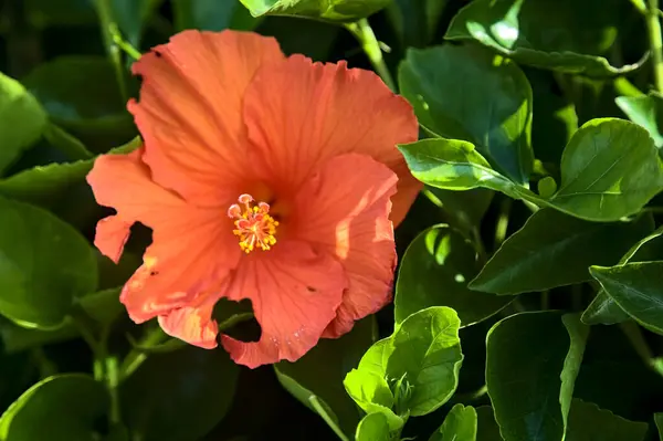 stock image Orange hibiscus in bloom seen up close