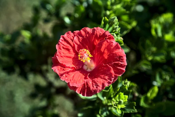 近くで見た花の赤いハイビスカス — ストック写真