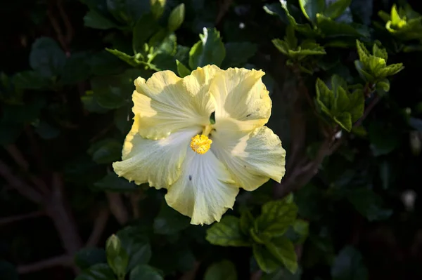 Gelber Hibiskus Voller Blüte Aus Der Nähe Gesehen — Stockfoto